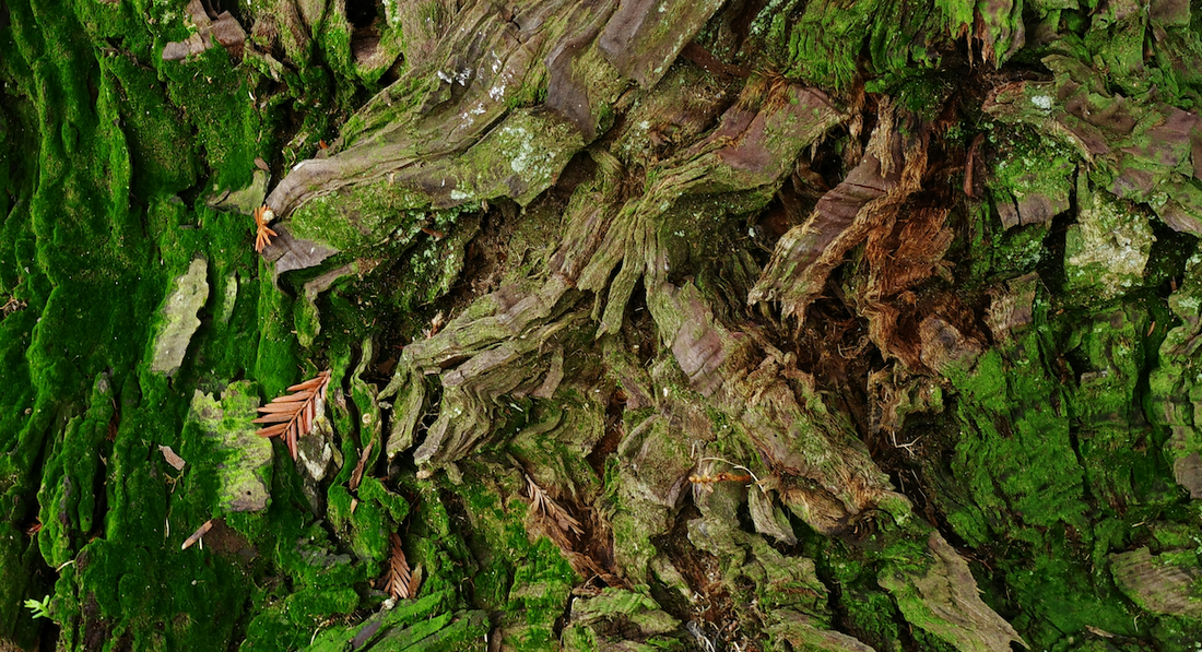 Embracing the Wild: The Power of Finnish Berries and Herbs